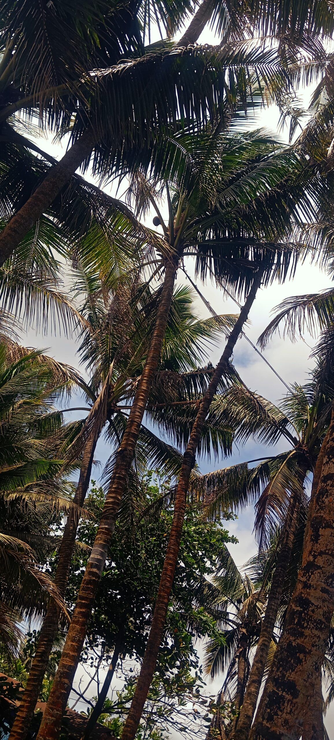 maggona boutique cottages