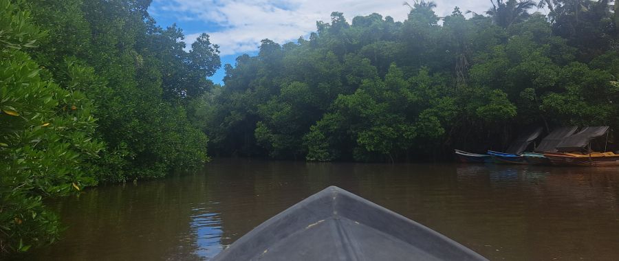 bentota river safari